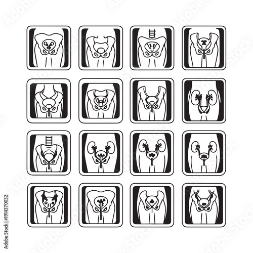 Human Pelvis and Urinary System Anatomical Illustrations Set
