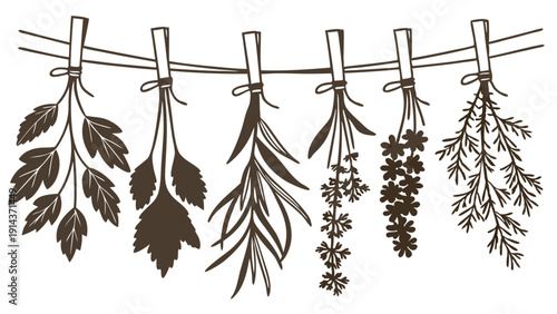 Rustic Illustration of Drying Herbs Bundles Hanging on Clothesline for Culinary and Wellness Projects