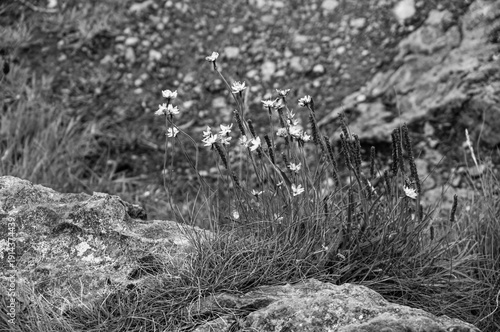A rock with a bunch of flowers growing on it