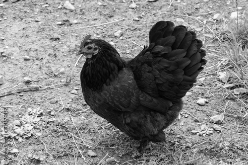 A black chicken is standing on a dirt ground