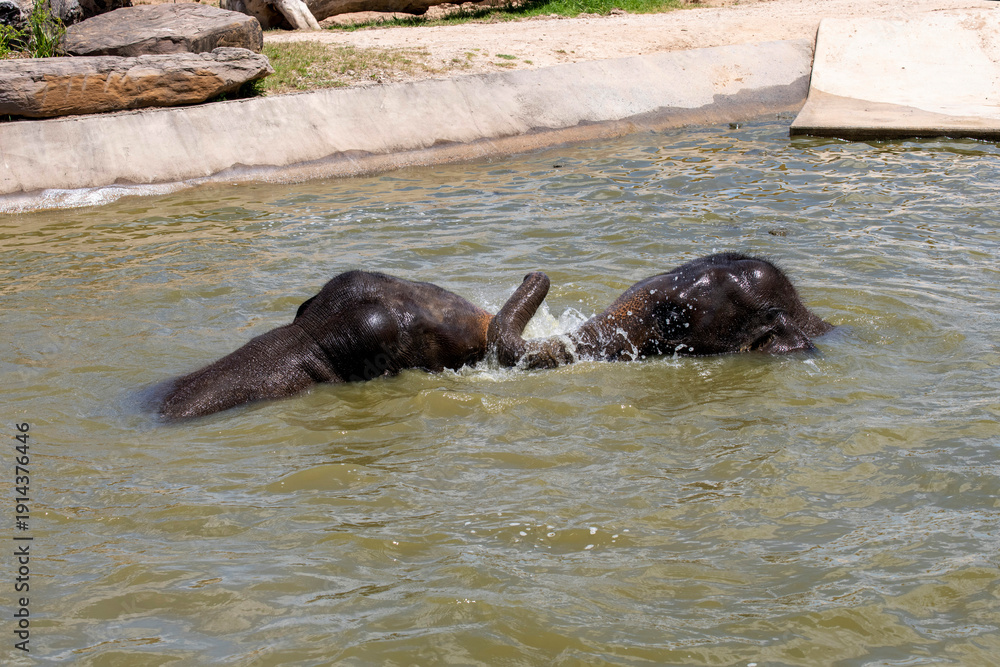 Naklejka premium Two Asian Elephants (Elephas maximus)