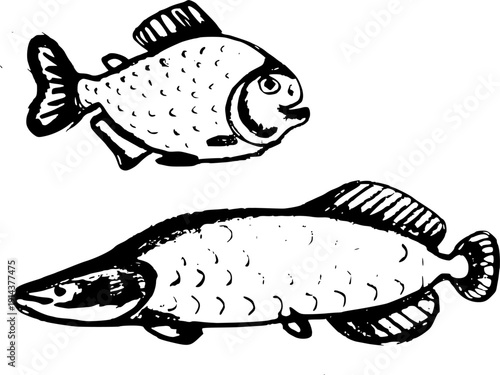 Set of two Amazonian fish: Pirarucu (Arapaima) and Pacu in vintage linocut block print style.