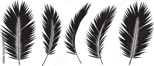 Black palm tree leaves on white background palm leaves black palm leaves tropical foliage