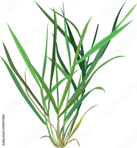 Perennial ryegrass (Lolium perenne) plant isolated on white background