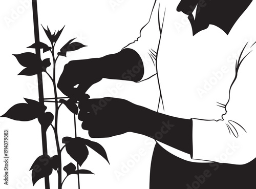 Close-up silhouette of hands tying a plant stem to a support pole, symbolizing support, growth, and care in gardening.