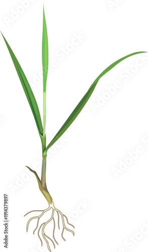 Perennial ryegrass (Lolium perenne) plant with root system isolated on white background