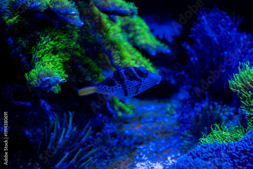 Lined Surgeonfish (Acanthurus lineatus) with glowing blue stripes on dark background