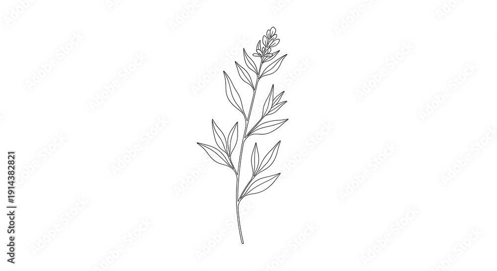 Fototapeta premium Minimal botanical line of a flowering plant isolated on a transparent background