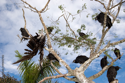 Fotografia Dead vulture hung to discourage vultures from congregating in the Everglades Nat