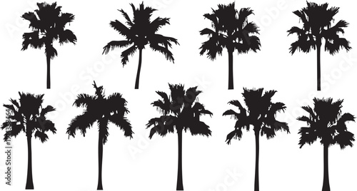 Black silhouettes of palm trees on white background tropical 1