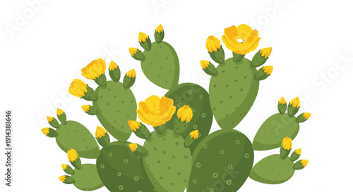 A lush cluster of prickly pear cactus pads showcases abundant yellow flowers and developing flower buds, set against a pristine white backdrop.