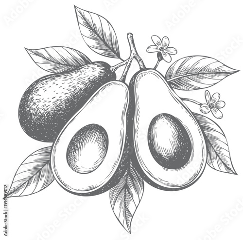 Vintage engraved avocado branch with leaves and blossoms isolated on white background.