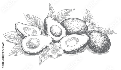 Vintage engraved avocado branch with leaves and blossoms isolated on white background.

