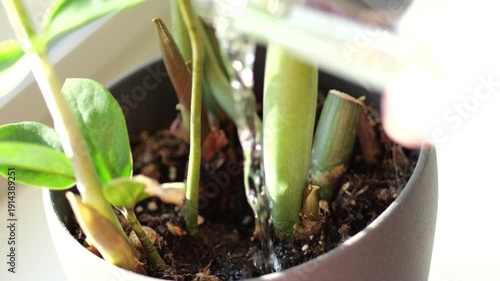 Close up of water pouring into a green potted plant in slow motion