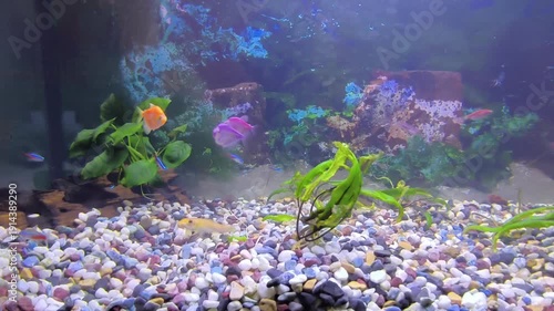 Colorful fish swim in a bright aquarium with lush green plants