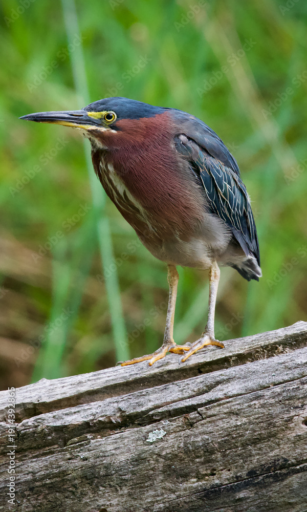 Obraz premium Green heron standing on log in wetland habitat