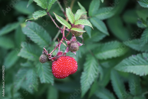 Fotografi Rubus illecebrosus berries