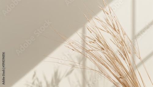 Dried Grass Arranged in a Simple Display Against a Light Wall With Shadows in...