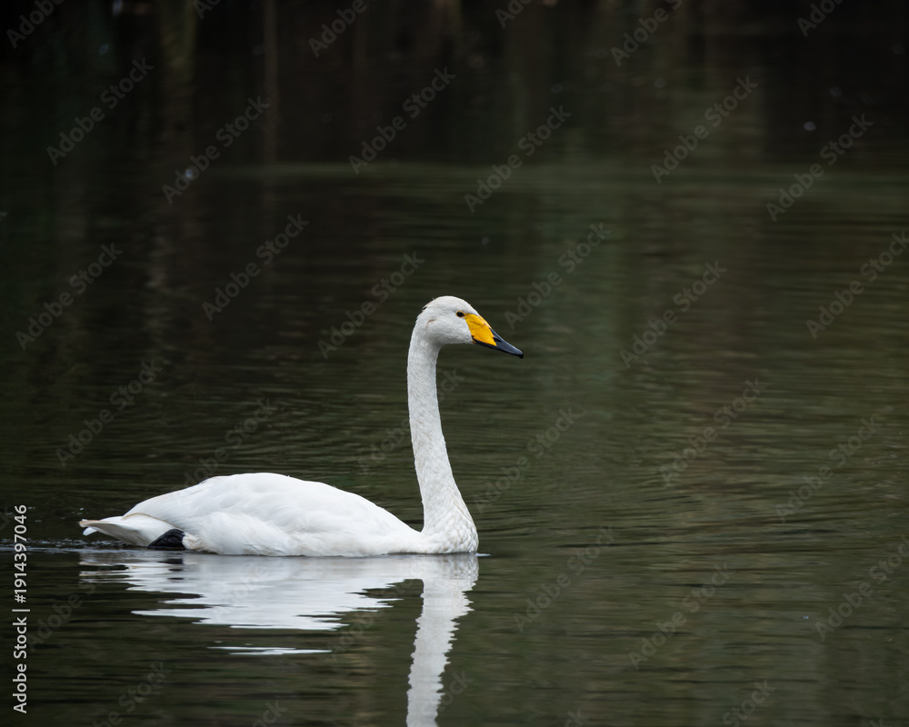 Naklejka premium Wildlife photograph of a whooper swan gliding gracefully across calm freshwater with soft reflections on the water surface. The white plumage and distinctive yellow and black bill stand out against