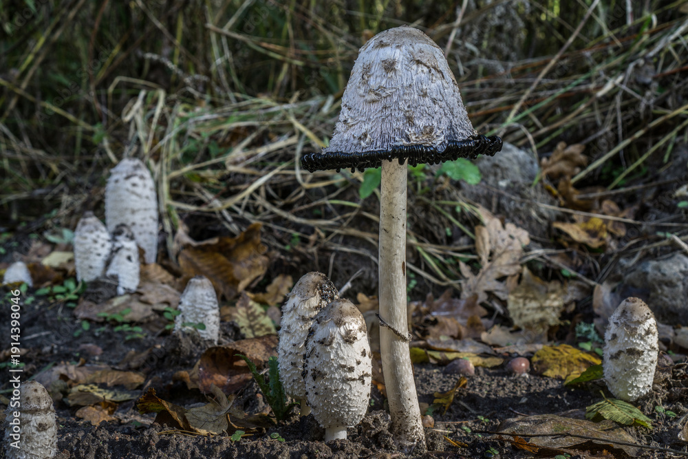 custom made wallpaper toronto digitalClose Up of Shaggy Ink Cap Mushroom with Black Inky Edge