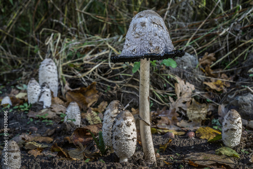 Wallpaper Mural Close Up of Shaggy Ink Cap Mushroom with Black Inky Edge Torontodigital.ca
