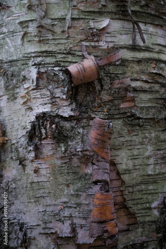Wallpaper Mural Peeling Birch Bark Texture Close-Up Torontodigital.ca