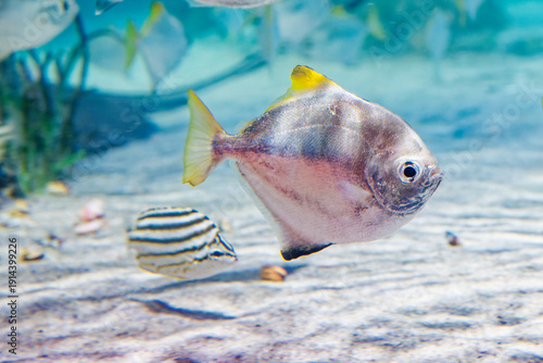 A gentle marine habitat, showcasing fish gliding effortlessly beneath the soft, illuminated waters.