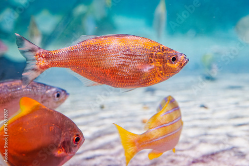 A vibrant underwater habitat teeming with colourful tropical fish