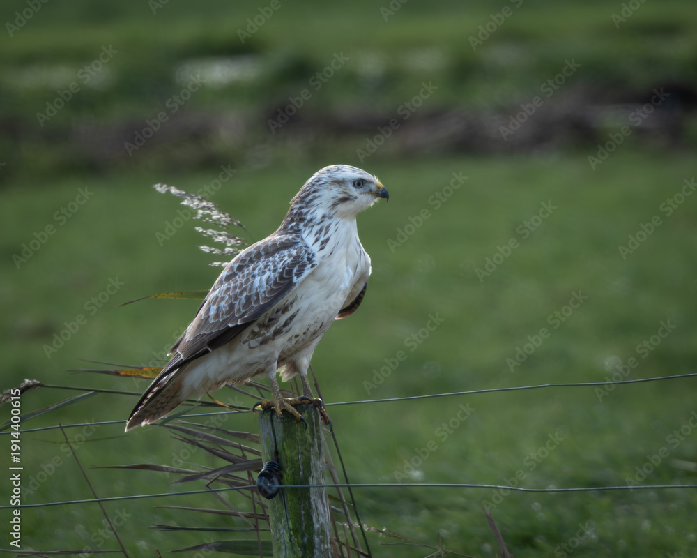 Fototapeta premium Wildlife photograph of a common buzzard descending onto a grassy field with wings partially spread and talons extended. The powerful bird of prey is captured in a dynamic hunting or landing moment