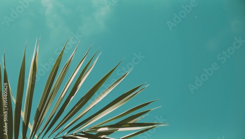 Palm Leaves Reach for the Bright Blue Sky on a Sunny Day Near the Coast