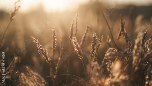 Golden Grass Swaying in the Warm Light During Sunset in an Open Field in Summer