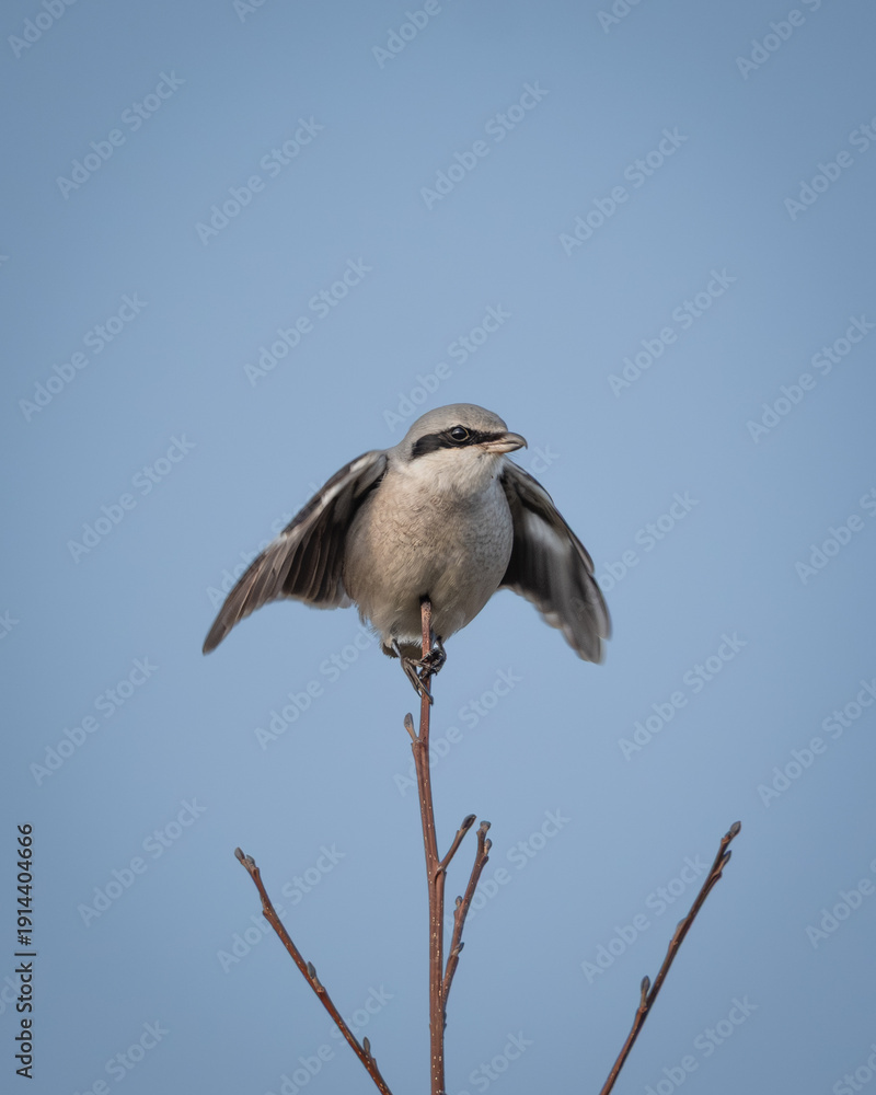 Obraz premium Great grey shrike perched on a leafless branch against a soft winter sky, surrounded by dried seed pods. The image captures the alert posture and distinctive facial mask of this predatory songbird in