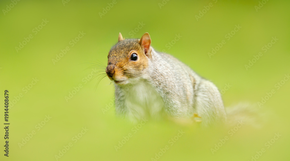 Obraz premium Portrait of a cute curious grey squirrel standing on green grass
