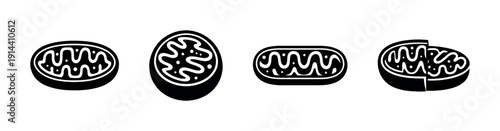 Mitochondria icons set in black and white, flat vector illustration