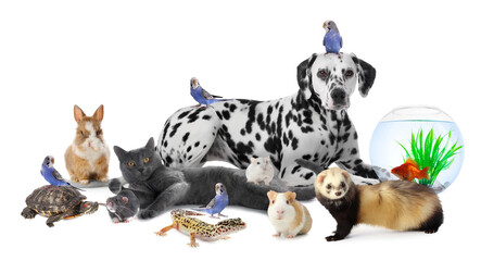 Cute pets on white background. Parrots, dog, cat and other animals