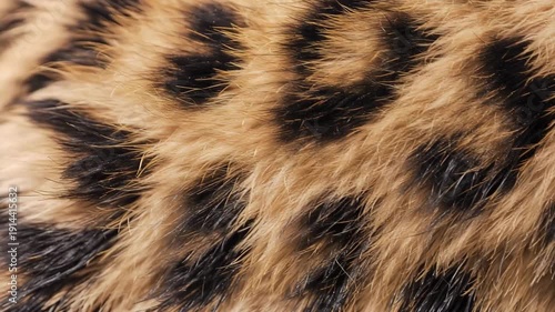 Macro wildlife detail of leopard fur texture showing rosettes and short hairs, wildlife, detail, rosettes, short hairs, animal, nature, close-up, pattern