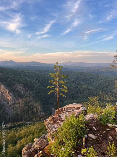 Pine tree growing from a rocky cliff edge, embodying resilience and strength in a vast, wild forest landscape under a clear sky