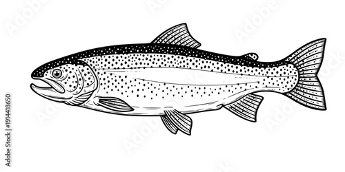 rainbow trout fish engraving black and white outline
