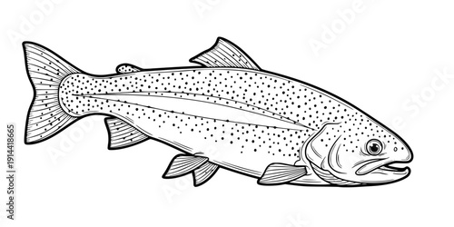 rainbow trout fish engraving black and white outline
