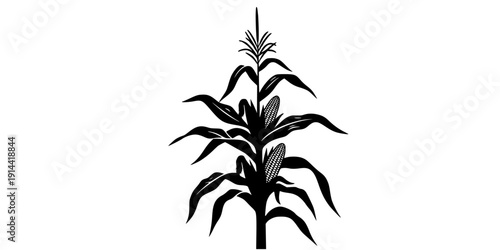 Corn stalk silhouette, Corn tree , corn, Corn stalk vector
