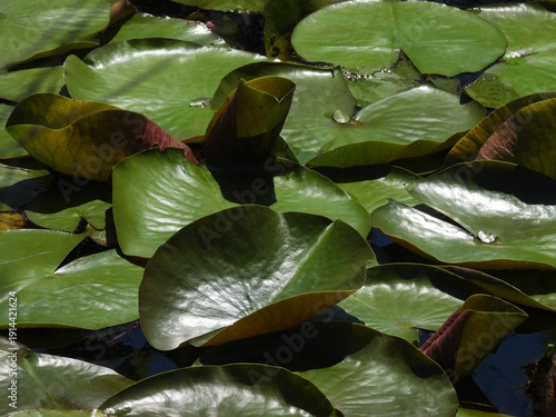 Canvas-taulu American white water lily pads, aquatic plant growing wild within the wetland waters of the Santee National Wildlife Refuge, Clarendon County, South Carolina