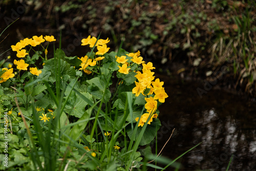 Foto Yellow spring primroses blooming by river natural floral background