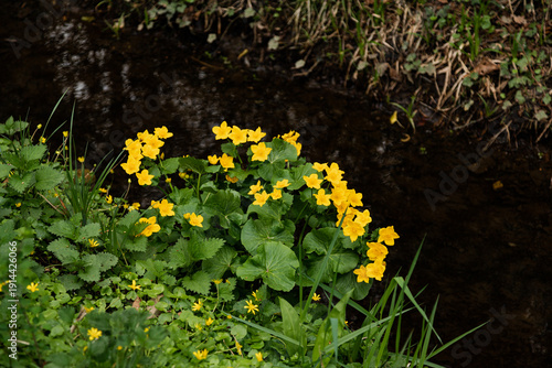 Canvas Print Fresh yellow wildflowers on riverbank vibrant spring botanical texture