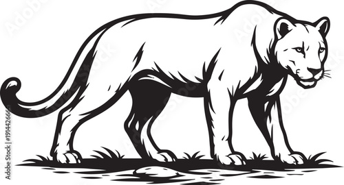 Cougar mountain lion walking detailed linocut illustration for wildlife logo packaging label and branding use