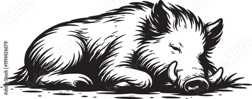 Wild boar Eurasian boar wildlife ground sleeping curled detailed linocut illustration for logo packaging label use