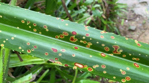 Pandanus Leaf Orange Circular Spots Fungal Lesions