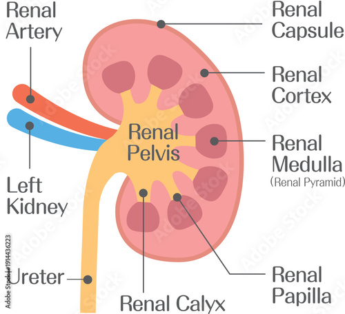 Kidney Cross Section Diagram Showing Renal Capsule Cortex Medulla and Pelvis