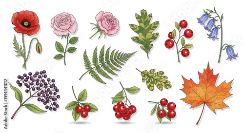 Diverse Collection of Hand-Drawn Flowers, Leaves, and Berries for Autumnal and Floral Designs on an Isolated White Background