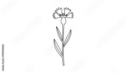 Minimal Cornflower Centaurea Outline Doodle Line Art Vector Isolated on White Background