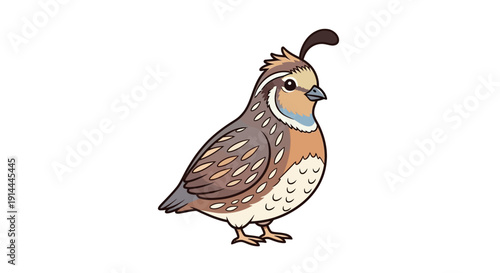Illustration of a cheerful quail bird with detailed feathers and a distinctive plume.